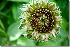 TextureFlowerWeb