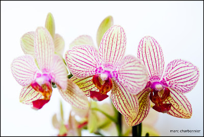 orchidées-mars-1.jpg