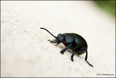 image de scarabée