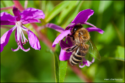 image abeille butineuse