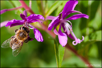 photo abeille butine une fleur violette