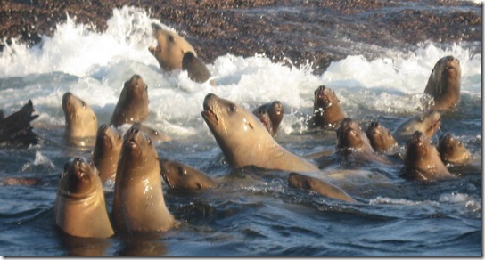Seals 066