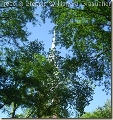 trees and steeple at Harvard