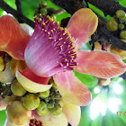Cannonball Tree or Naag Champa