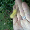 Yellow Bear caterpillar 