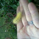 Yellow Bear caterpillar 