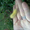 Yellow Bear caterpillar 