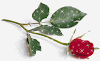 valentines-images-glitters-9.png
