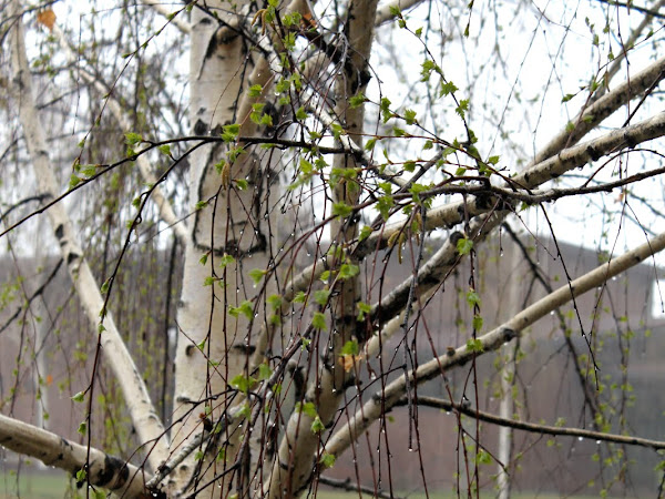 The Spring Journal: Spring Tree Study