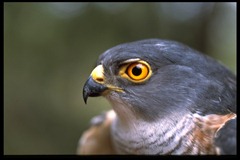 Little Sparrow Hawk