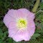 Pink Evening Primrose