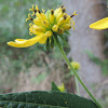 Yellow Ironweed, Wingstem
