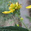Yellow Ironweed, Wingstem