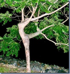 dancin-tree
