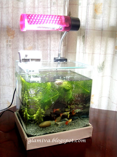 aquarium tank with guppy fish and snails