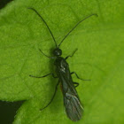 Unknown Wasp