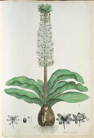 Eucomis humilis Bak. (Kuifplant)