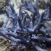 Blue Staghorn Coral  