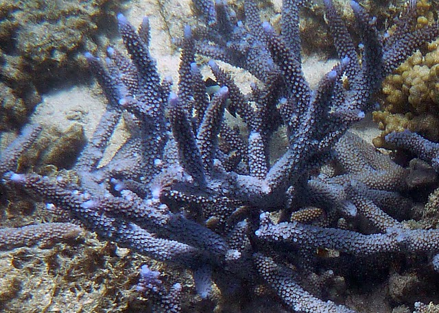 Blue Staghorn Coral  