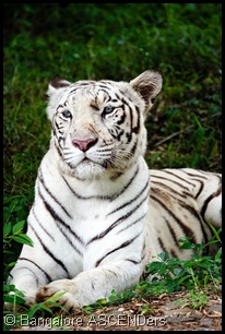 white_tiger_Bannerghatta-1