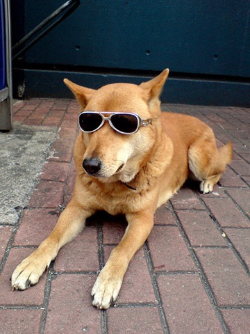 [dog-sunglasses-3[2].jpg]