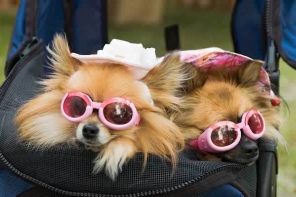 [dog-picture-photo-pomeranians-sunglasses[2].jpg]