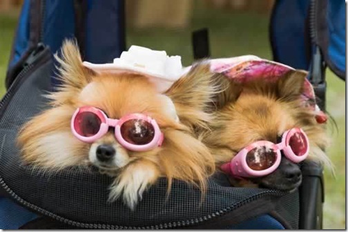 dog-picture-photo-pomeranians-sunglasses