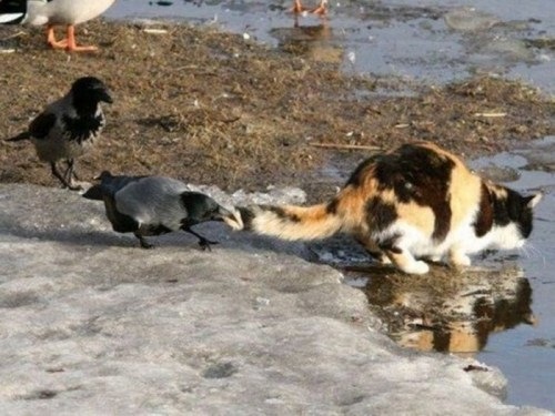 [Birds-Attack-008[3].jpg]