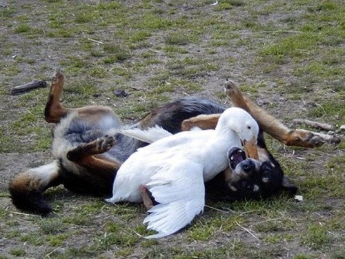 [Birds-Attack-009[3].jpg]