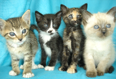 [fotos de gatitos (1)[2].gif]