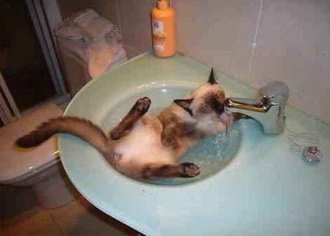 [fotos de gatitos (30)[2].jpg]