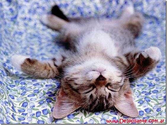 fotos de gatitos (31)
