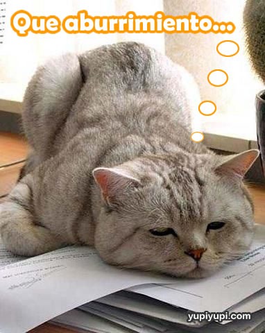 [fotos de gatitos (32)[2].jpg]