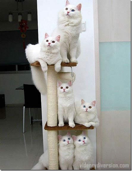 fotos de gatitos (20)