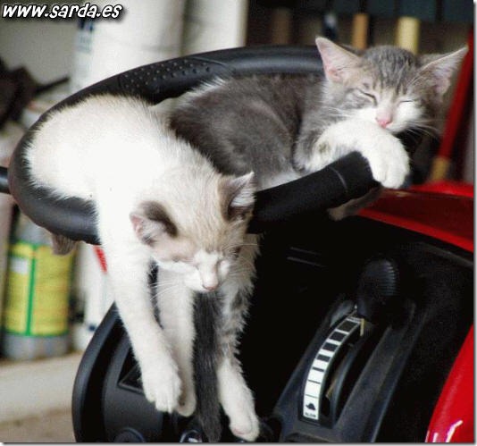 fotos de gatitos (22)