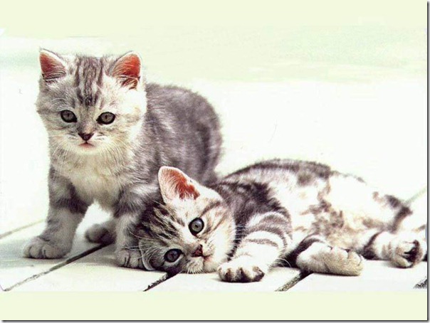 fotos de gatitos (24)