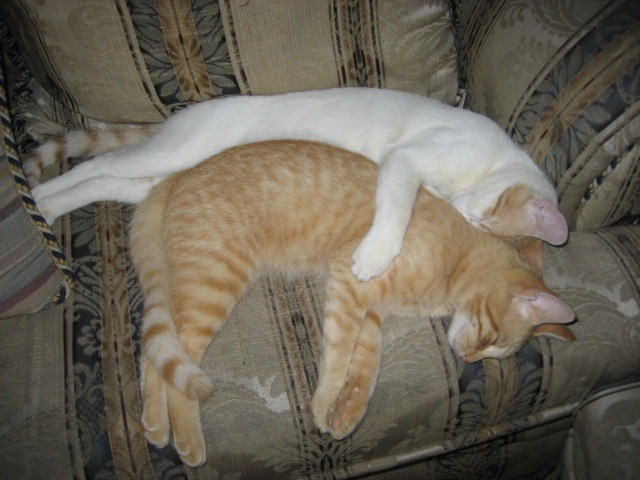 [fotos de gatitos (38)[2].jpg]