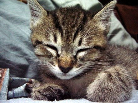 [fotos de gatitos (43)[2].jpg]