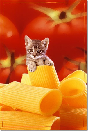 fotos de gatitos (44)