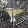 Large fungus 