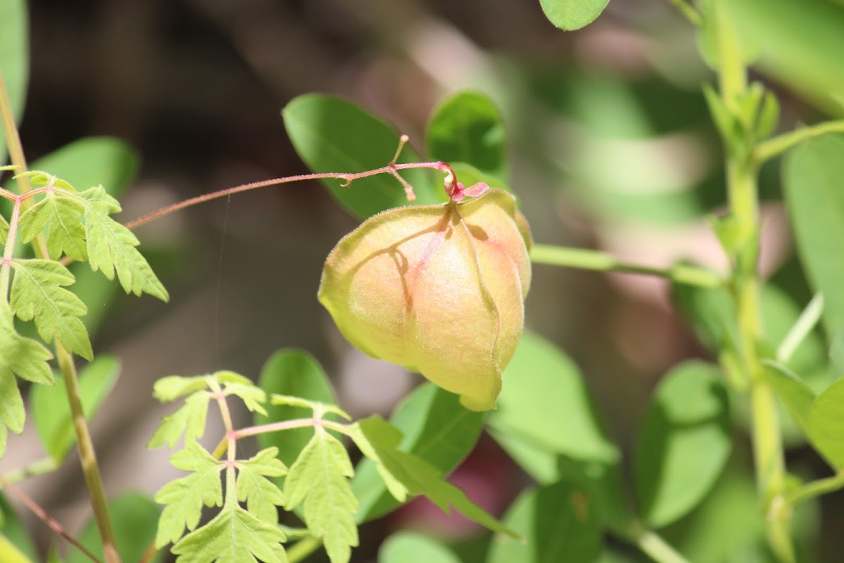 Balloon Vine