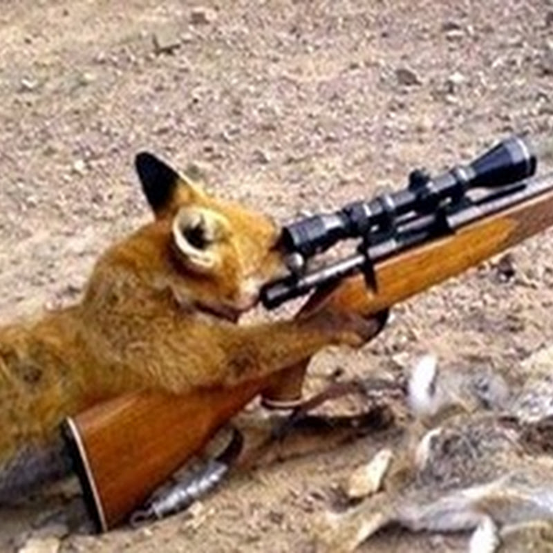 Лиса подстрелила охотника