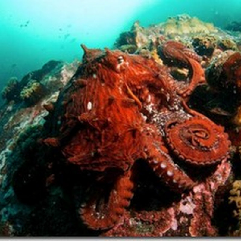 Встреча c гигантским осьминогом