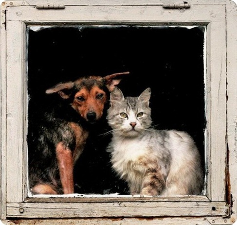 cat_and_dog_3_7