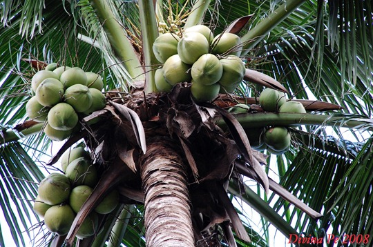 [coconut tree[5].jpg]