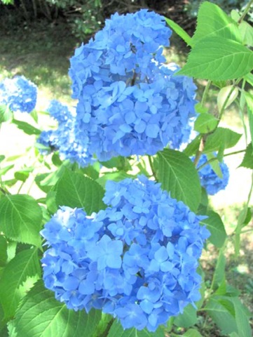 [blue hydrangea clup1[5].jpg]