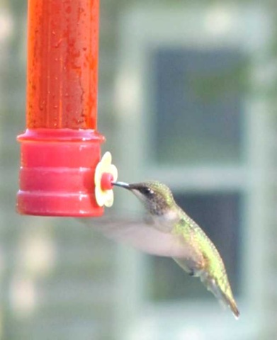 [hummingbird 4[3].jpg]