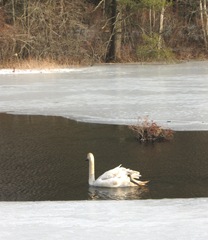 2.16.11swan with head turned away swimming