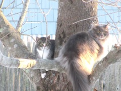 2.12.11 fluffpuff and stray kitty in tree