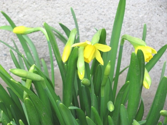 [daffodils closeup 1st. 3.19.11[3].jpg]